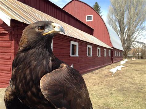 wilson raptor|teton raptor center texas.